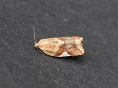 Clepsis persicana