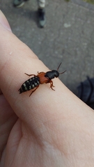 Platydracus stercorarius