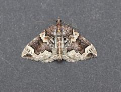 Eulithis xylina