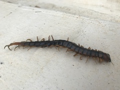 Scolopendra alternans