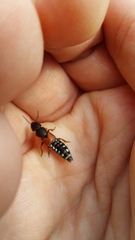 Platydracus stercorarius