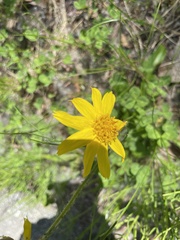 Arnica griscomii