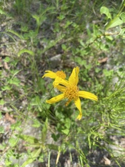 Arnica griscomii