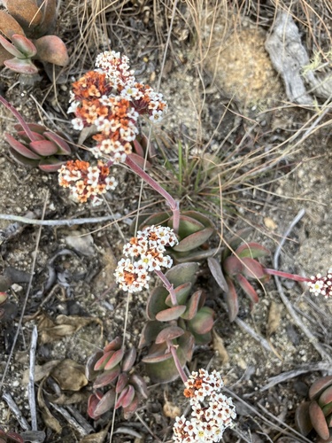Crassula globularioides