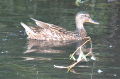 Anas platyrhynchos