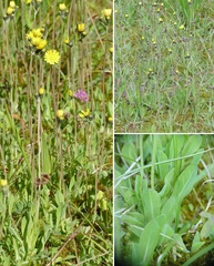 Pilosella lactucella