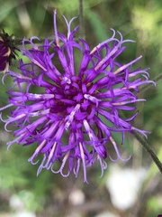 Vernonia acaulis