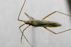 Megaloceroea recticornis