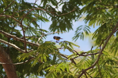 Setophaga pitiayumi insularis