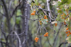 Ribes aureum aureum