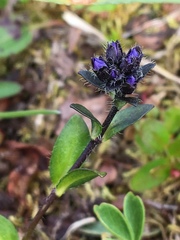 Veronica alpina