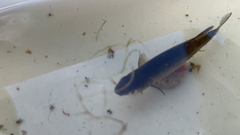 Notemigonus crysoleucas