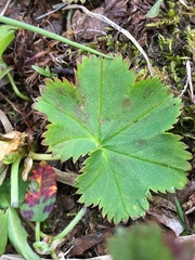 Alchemilla glomerulans