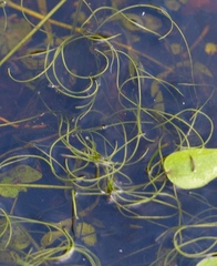 Pilularia globulifera