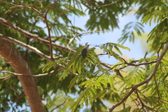 Setophaga pitiayumi insularis