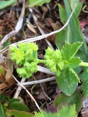 Alchemilla glomerulans