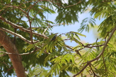 Setophaga pitiayumi insularis