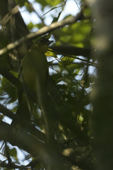 Chlorocichla flaviventris flaviventris