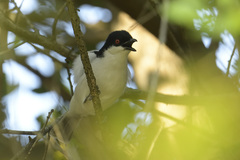 Dryoscopus cubla hamatus