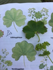 Alchemilla glomerulans