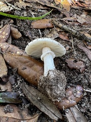 Amanita aestivalis