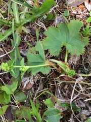 Alchemilla glomerulans
