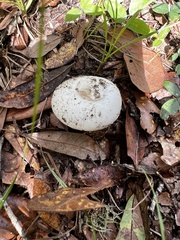 Amanita aestivalis