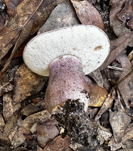 Tylopilus plumbeoviolaceus image