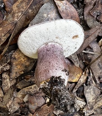 Tylopilus plumbeoviolaceus image