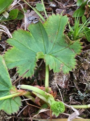 Alchemilla glomerulans