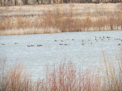 Branta leucopsis
