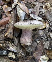 Tylopilus plumbeoviolaceus image