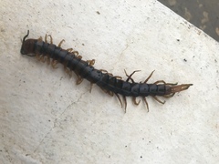 Scolopendra alternans