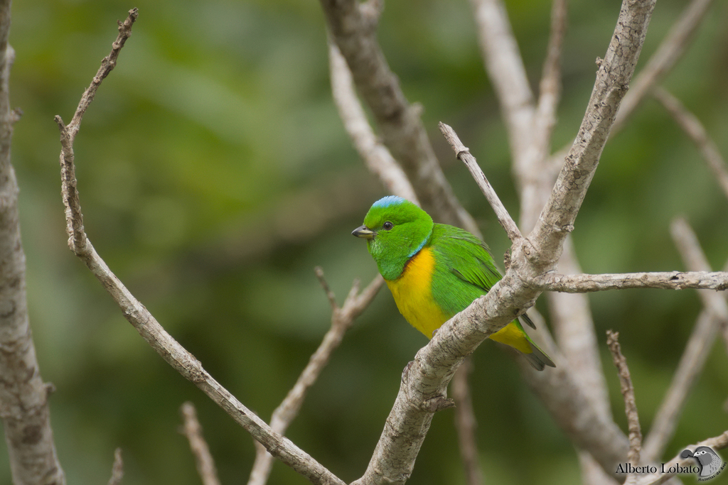 Blue-crowned Chlorophonia