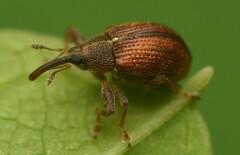 Pseudanthonomus