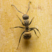 Camponotus arboreus - Photo (c) Giovane Almeida, algunos derechos reservados (CC BY-NC), subido por Giovane Almeida