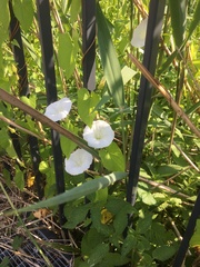 Calystegia sepium