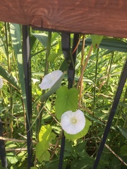 Calystegia sepium