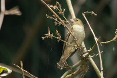 Sporophila frontalis