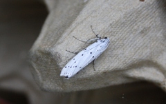 Myelois circumvoluta