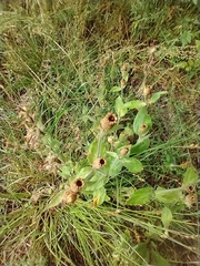 Silene