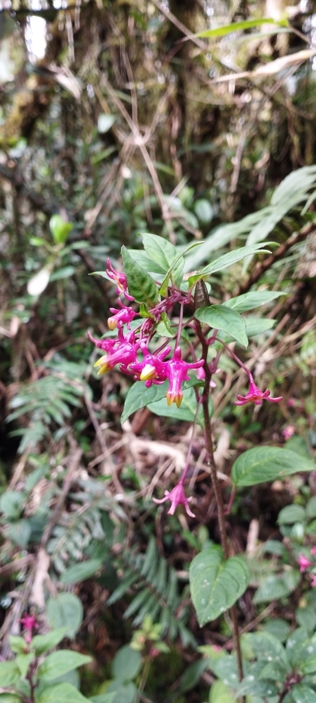 Burmeistera minutiflora