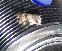 Acrobasis blanchardorum