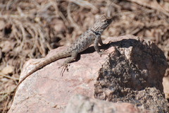 Sceloporus bimaculosus