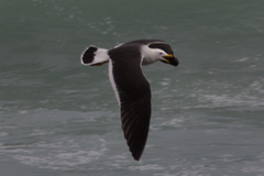 Larus belcheri
