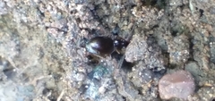 Agonum piceolum