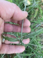 Froelichia gracilis