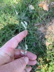 Froelichia gracilis