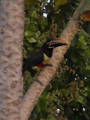Pteroglossus castanotis