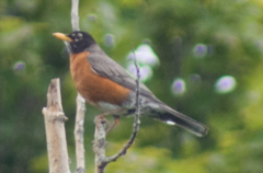 Turdus migratorius image